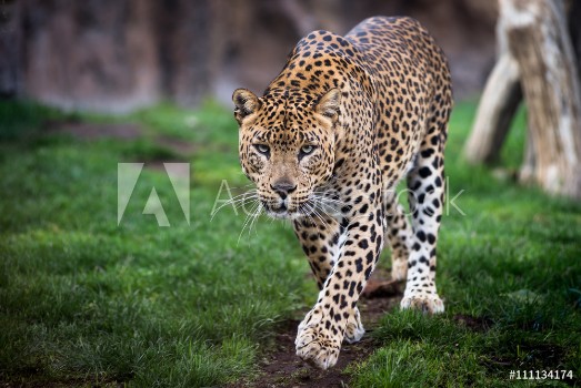 Picture of Leopard in front walking